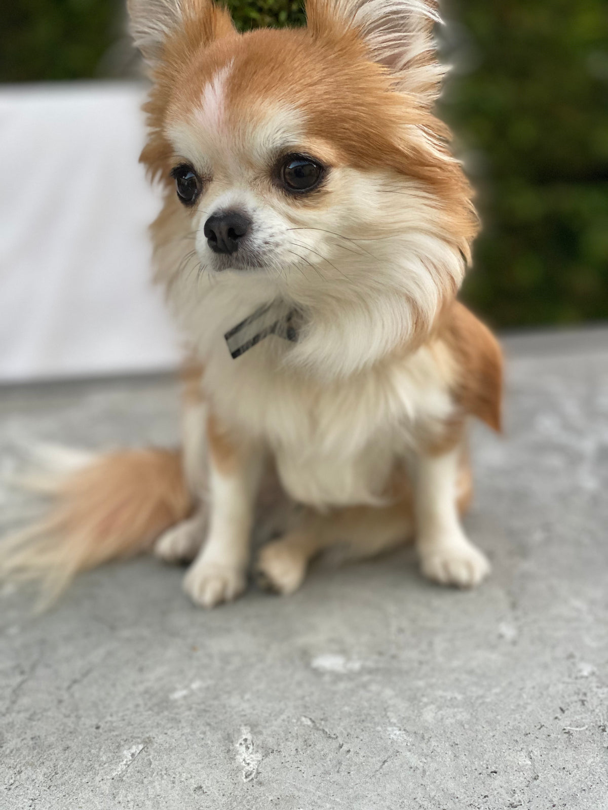 Small animal safety harness