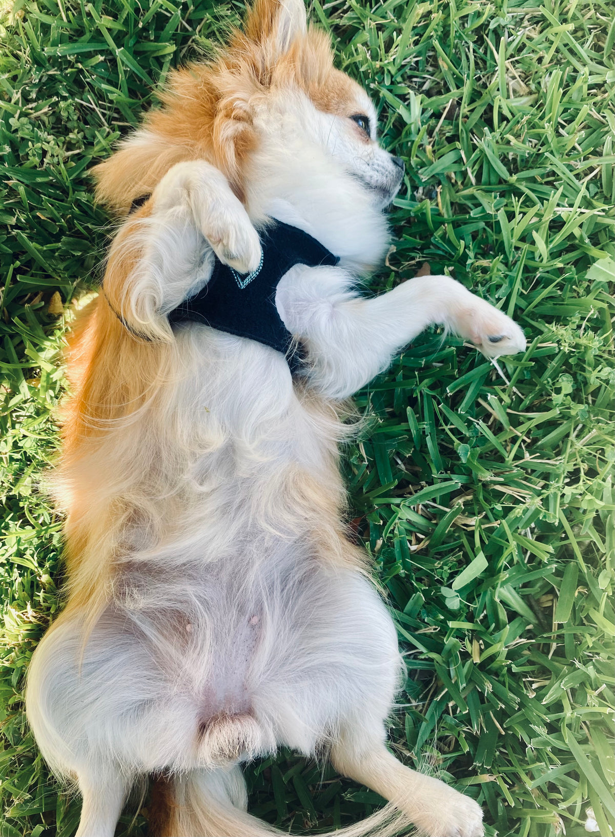 HeartPup slip on body dog harness with D-ring 👍👍 (cotton/cashmere)