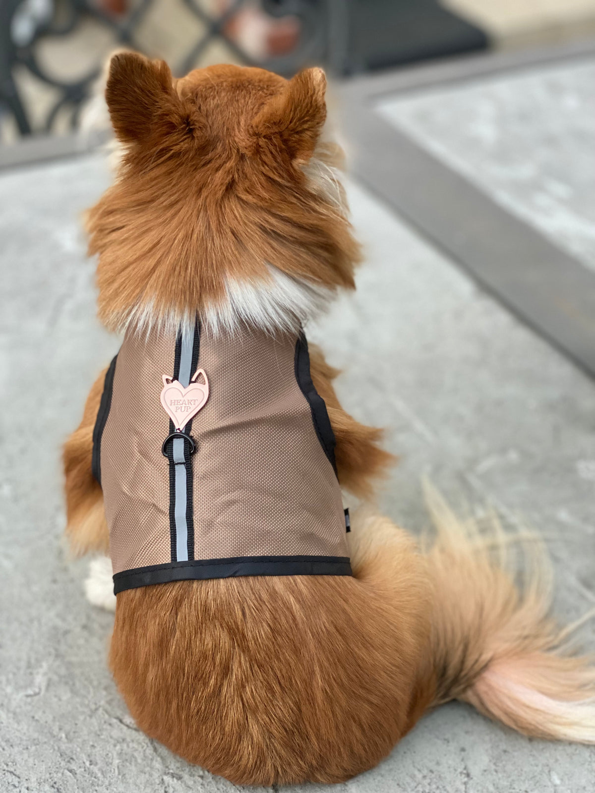 Small animal safety harness