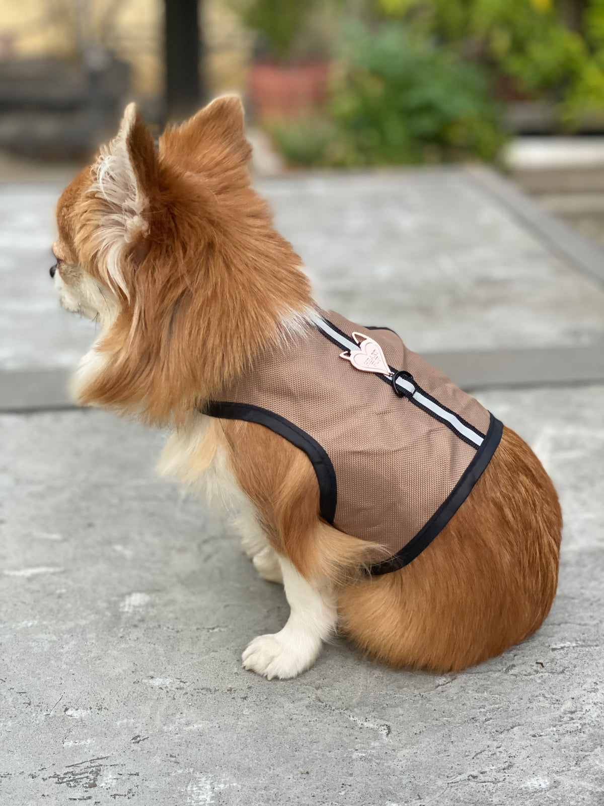 Small animal safety harness