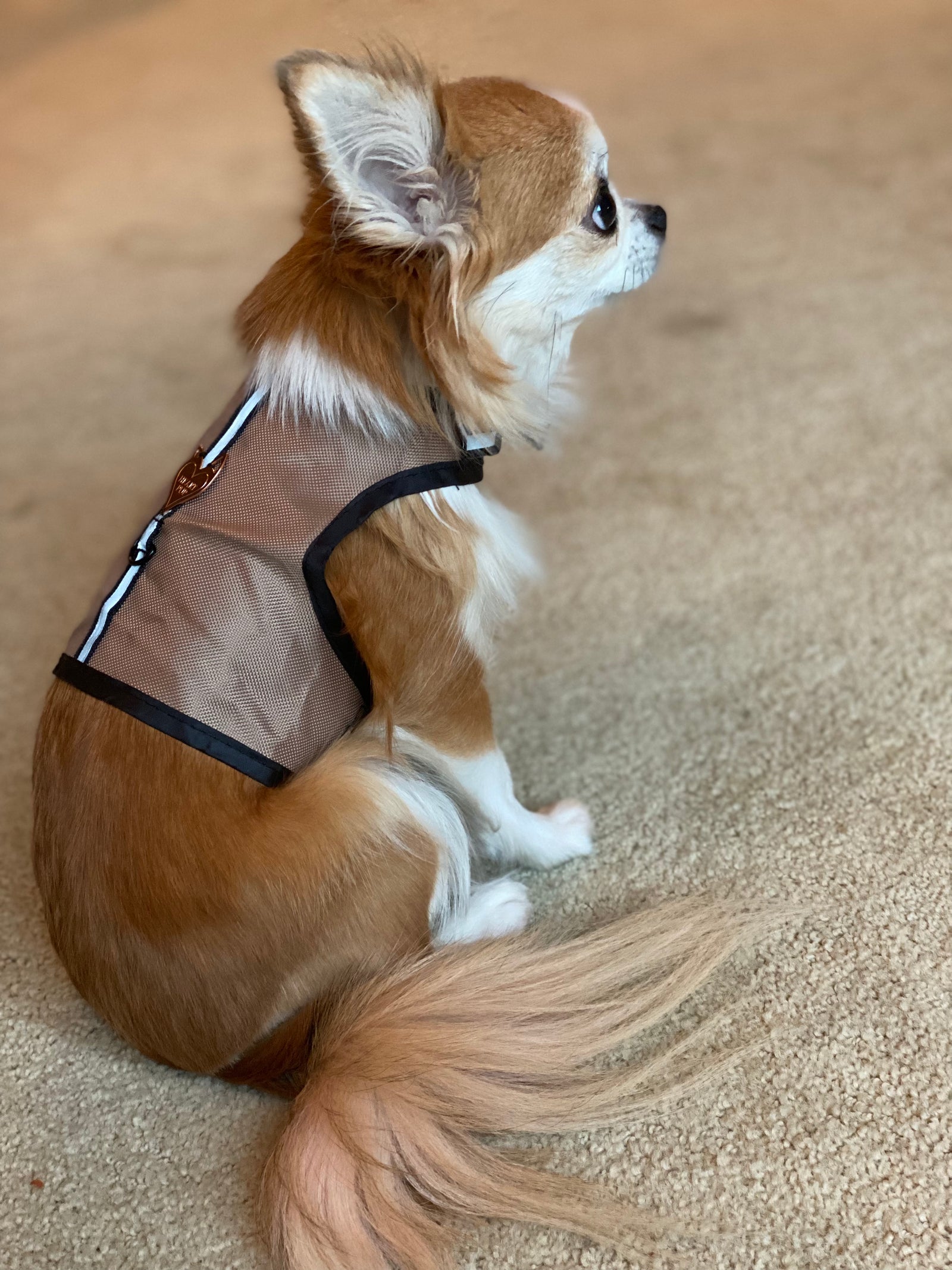 Small animal safety harness