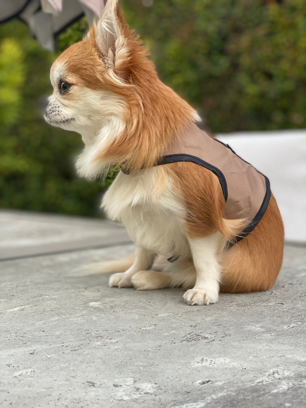 Small animal safety harness