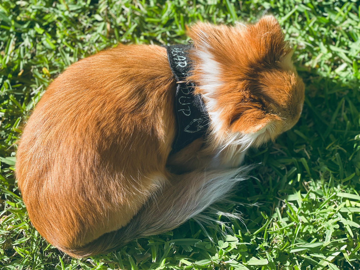 HeartPup slip on body dog harness with D-ring 👍👍 (cotton/cashmere)