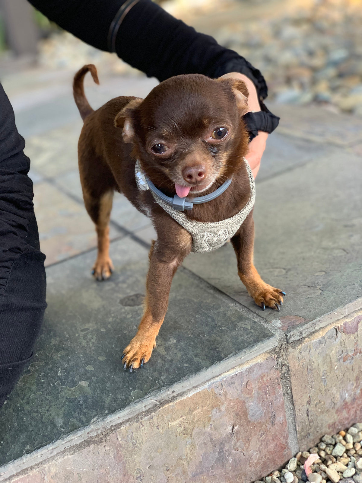 HeartPup slip on body dog harness with D-ring 👍👍 (cotton/cashmere)