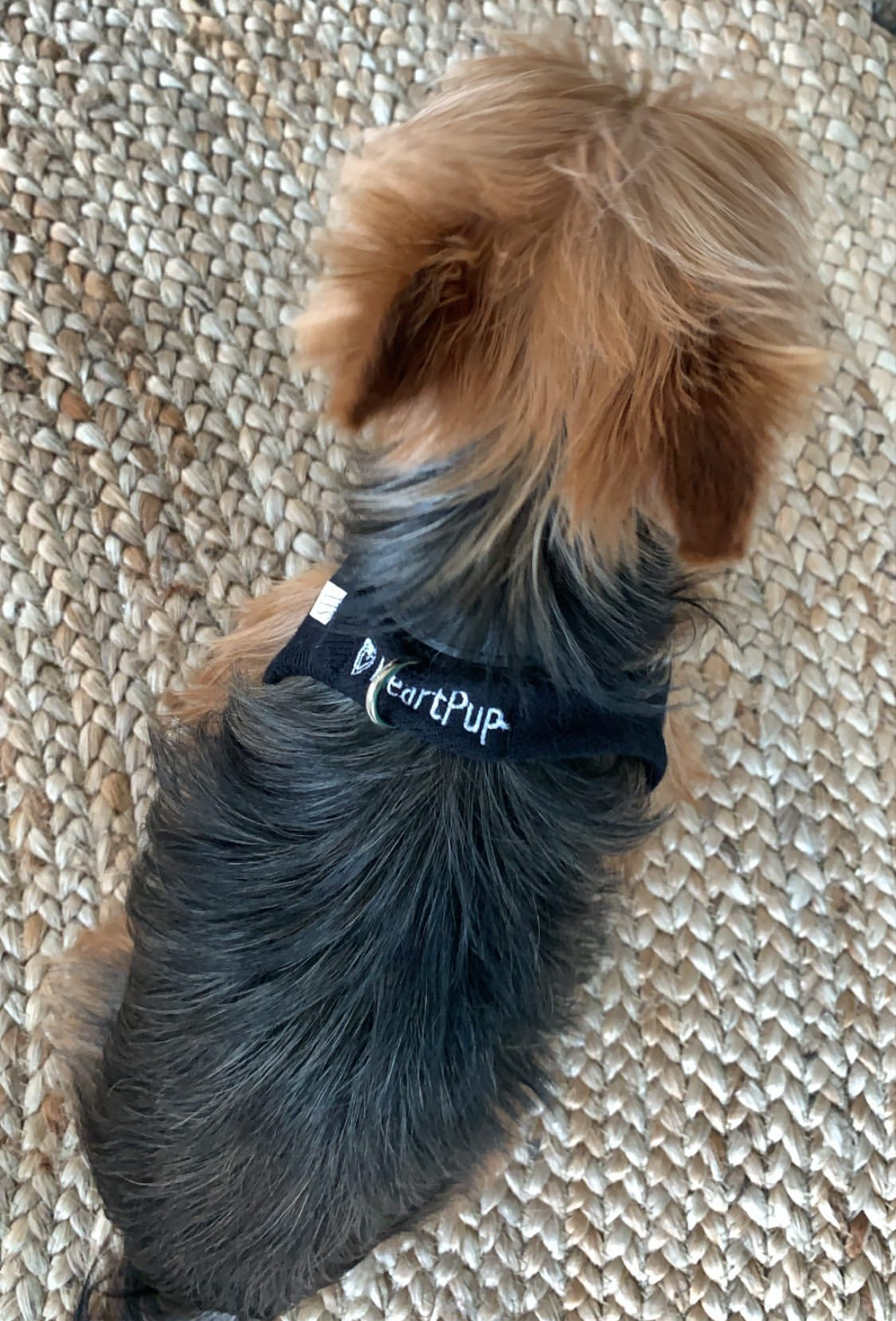 Dog harness shark clearance tank