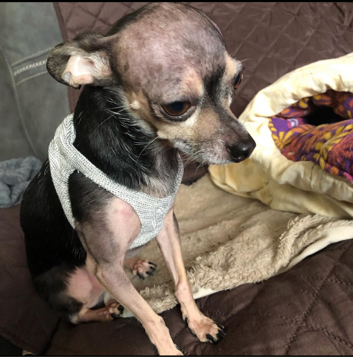 HeartPup slip on body dog harness with D-ring 👍👍 (cotton/cashmere)