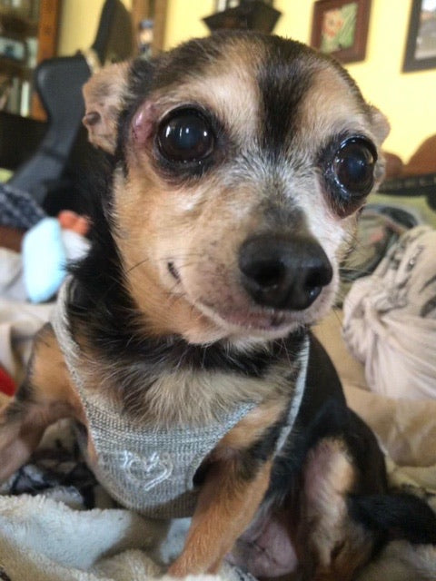 HeartPup slip on body dog harness with D-ring 👍👍 (cotton/cashmere)