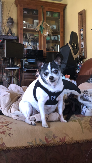 HeartPup slip on body dog harness with D-ring 👍👍 (cotton/cashmere)