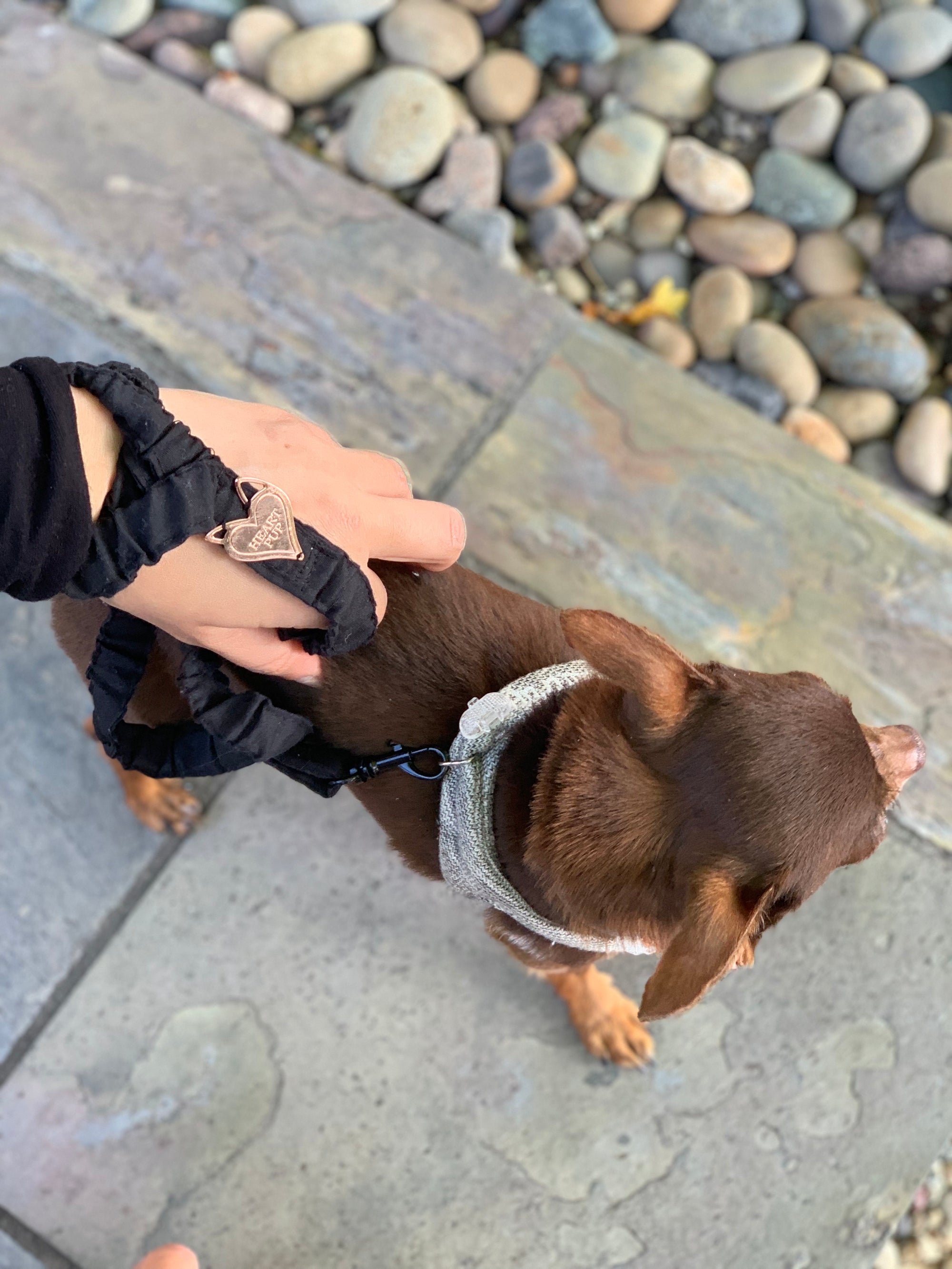 Bungee leash