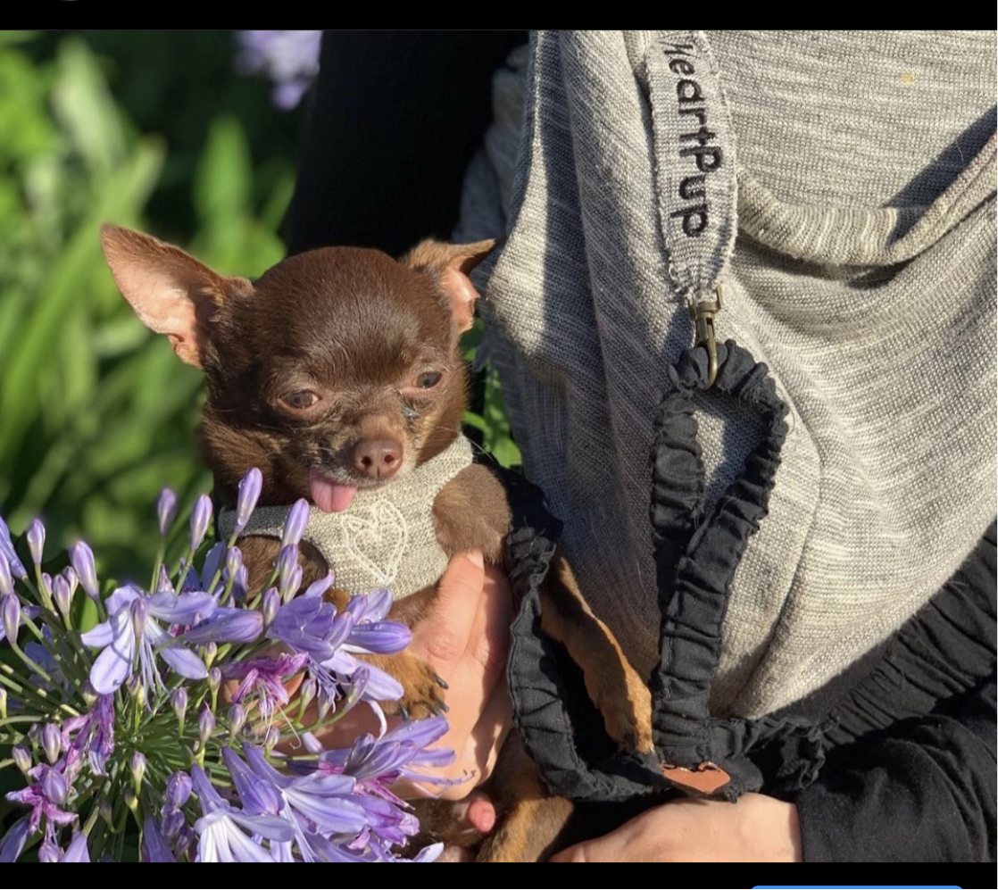 HeartPup slip on body dog harness with D-ring 👍👍 (cotton/cashmere)