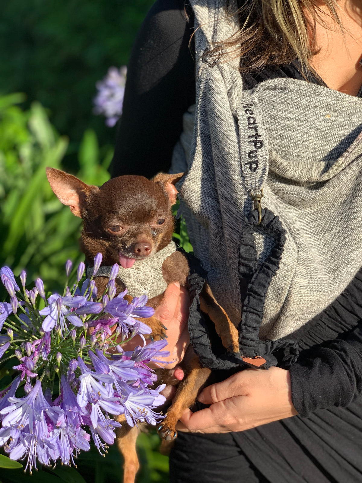 ALL INCLUSIVE carrier w/harness &amp; leash!