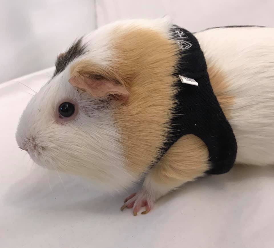 HeartPup slip on body dog harness with D-ring 👍👍 (cotton/cashmere)