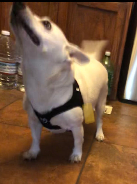 HeartPup slip on body dog harness with D-ring 👍👍 (cotton/cashmere)