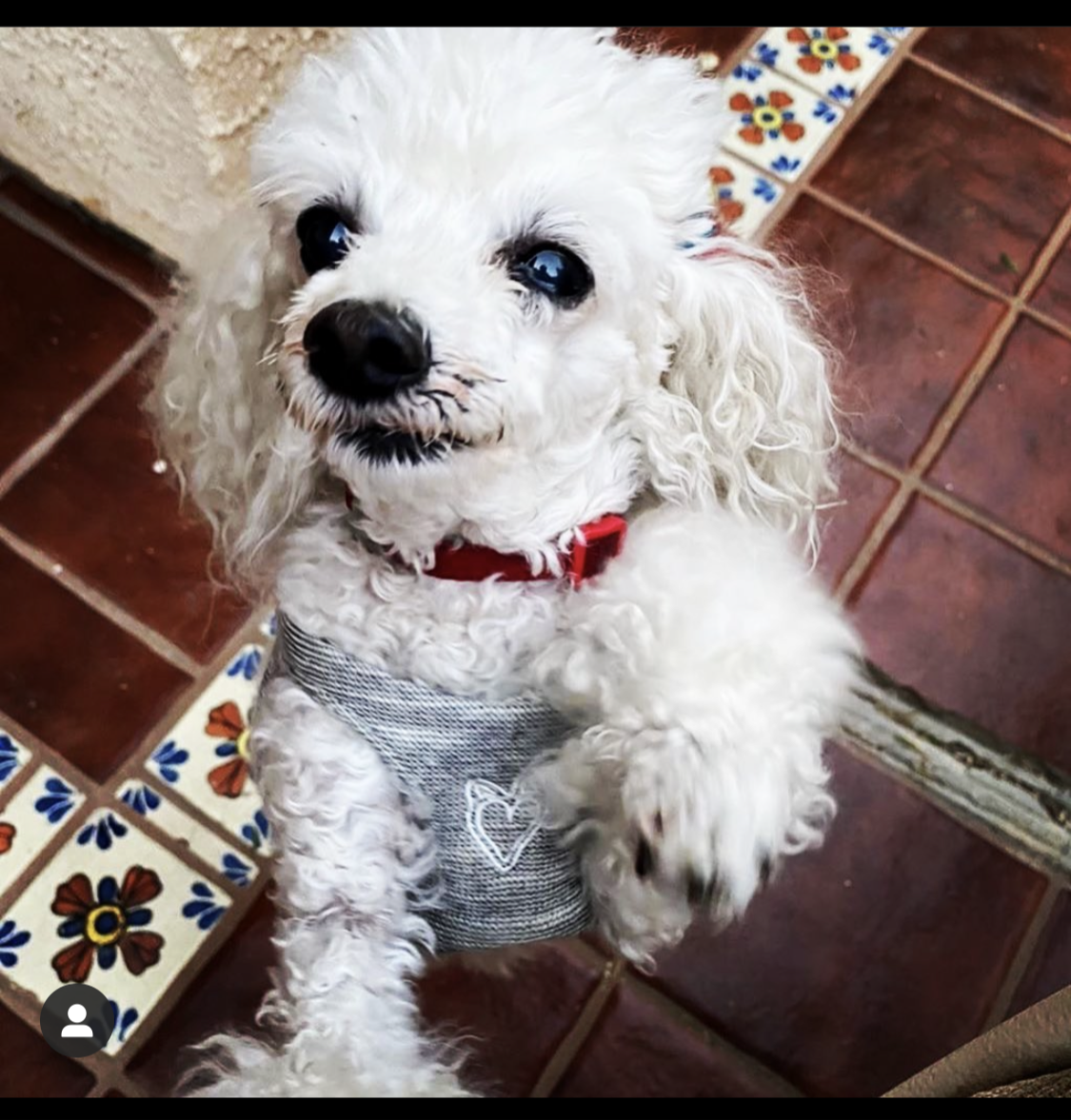 HeartPup slip on body dog harness with D-ring 👍👍 (cotton/cashmere)