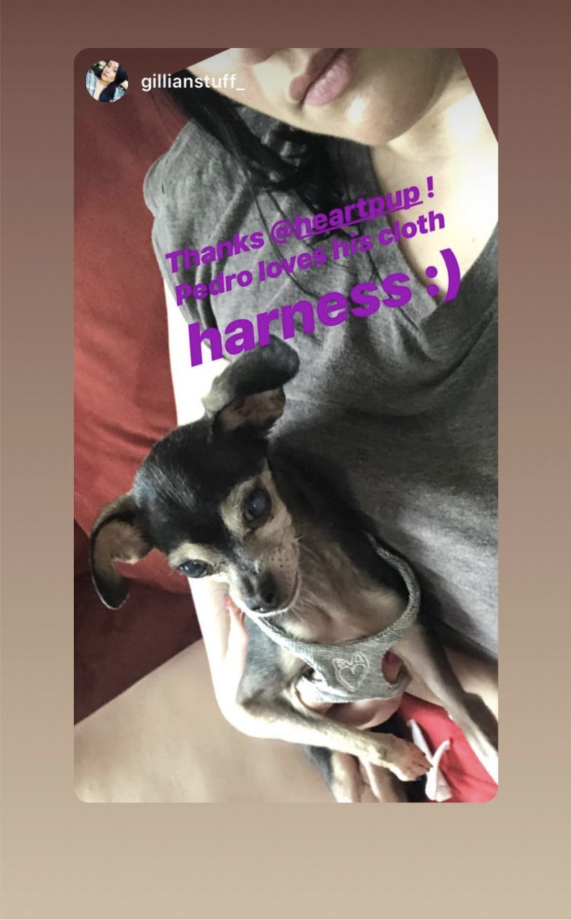 HeartPup slip on body dog harness with D-ring 👍👍 (cotton/cashmere)